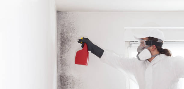 Professional Mold Remediation in Cascade, IA